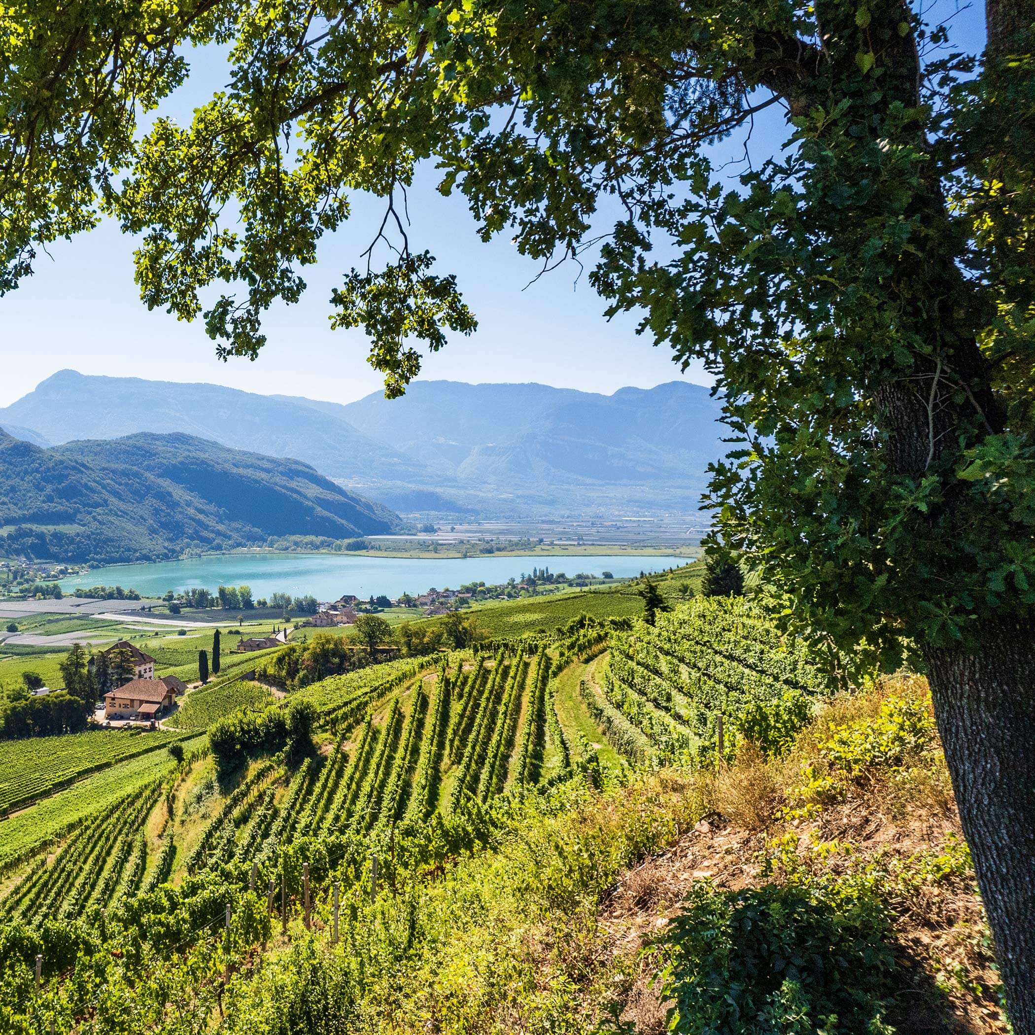 Vista sul Lago di Caldaro Vista sul Lago di Caldaro